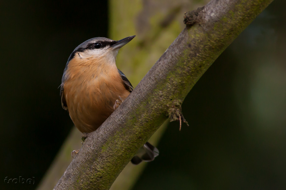 (Photo Françoise Moignet)