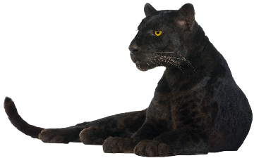 image panthère noire transparent sur fond blanc détouré pour illustration site web devoir ecole college