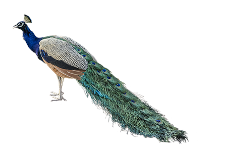 Image animaux detourée transparent sur fond blanc paon bleu png