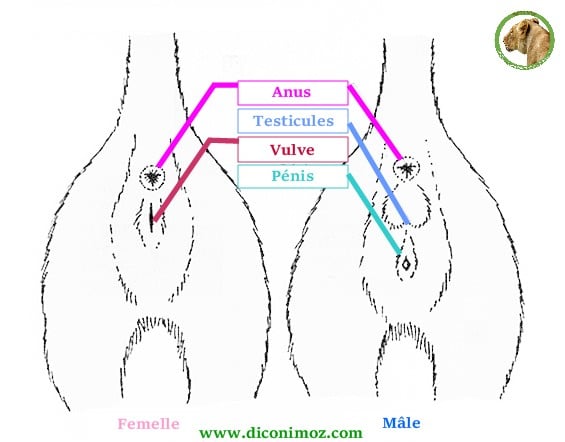 differences chat male et femelle chaton comment reconnaitre le sexe conseils veterinaires