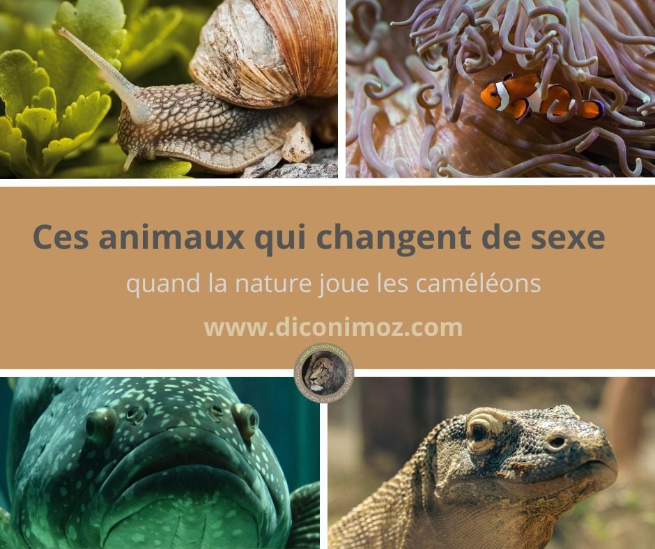 Ces animaux qui changent de sexe : quand la nature joue les caméléons
