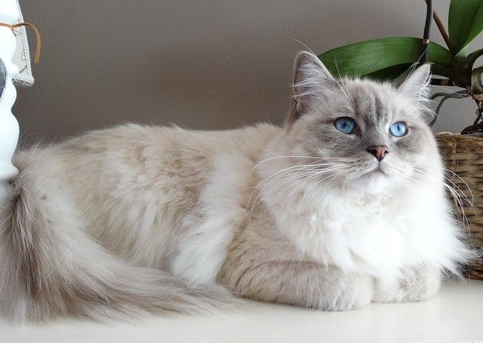 fiche animaux animal de compagnie  chat ragdoll poupee de chiffon