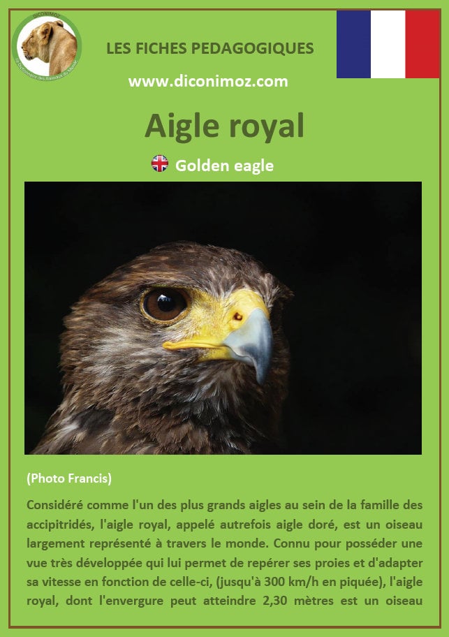 fiche animaux pedagogiques pdf aigle royal oiseau de proie rapaces a telecharger et a imprimer
