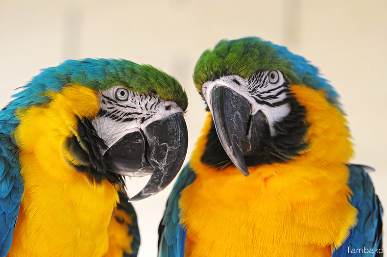 fiches animaux ara bleu et jaune