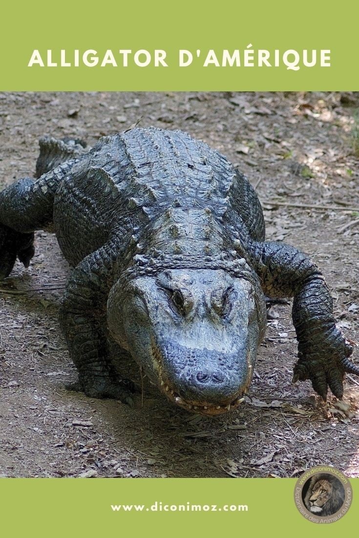 alligator d'amerique animaux par A