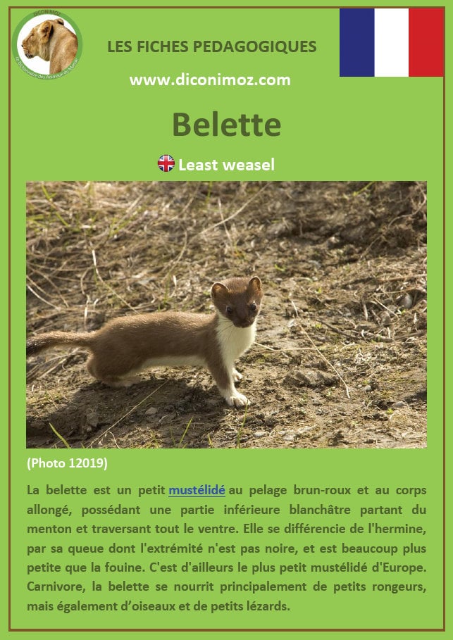 fiche animaux belette a telecharger