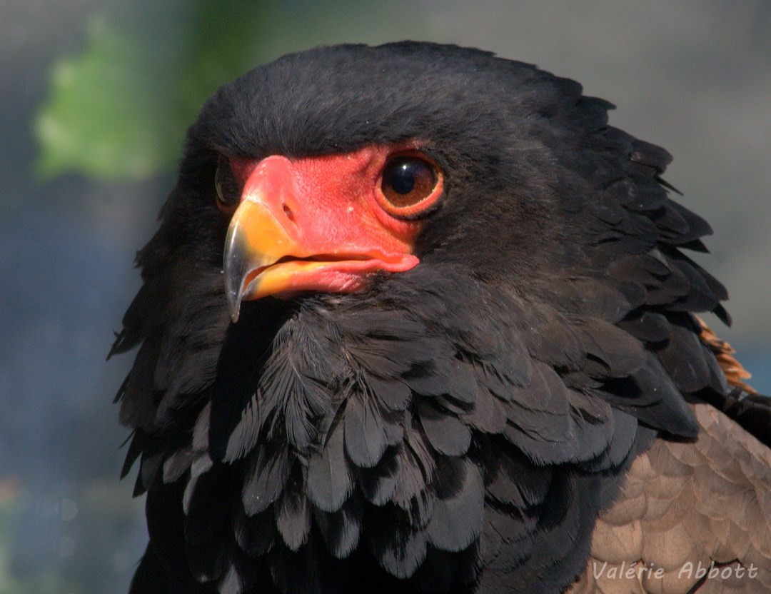 Bateleur des Savanes
