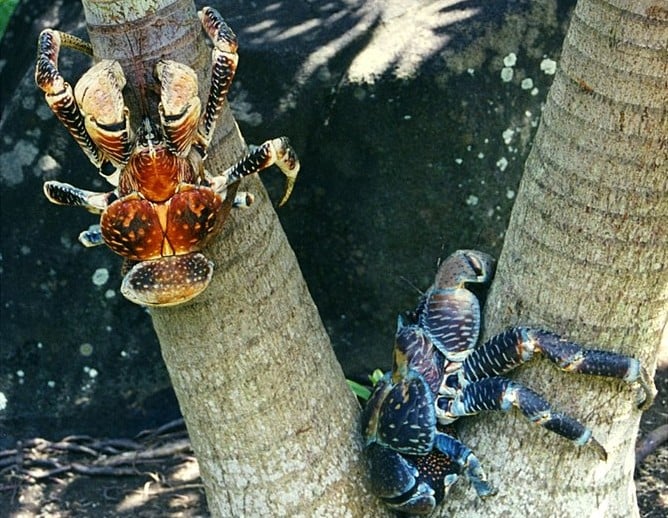 crabe des cocotiers fiches animaux crustaces cocont crab animal facts