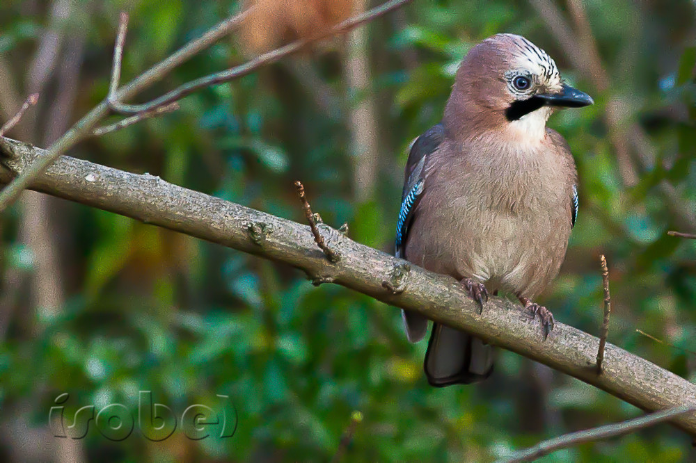 (Photo Françoise Moignet)