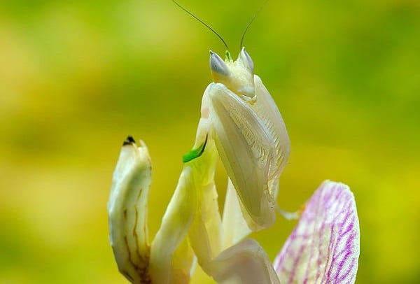 mante orchidee fleur  fiche insecte 