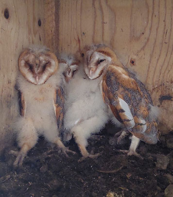Jungvögel im Nistkasten. Foto Paula Schwab