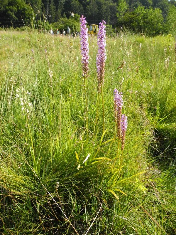 Der Händelwurz gehört zu den Orchideen. (Foto Sonja Döflel)