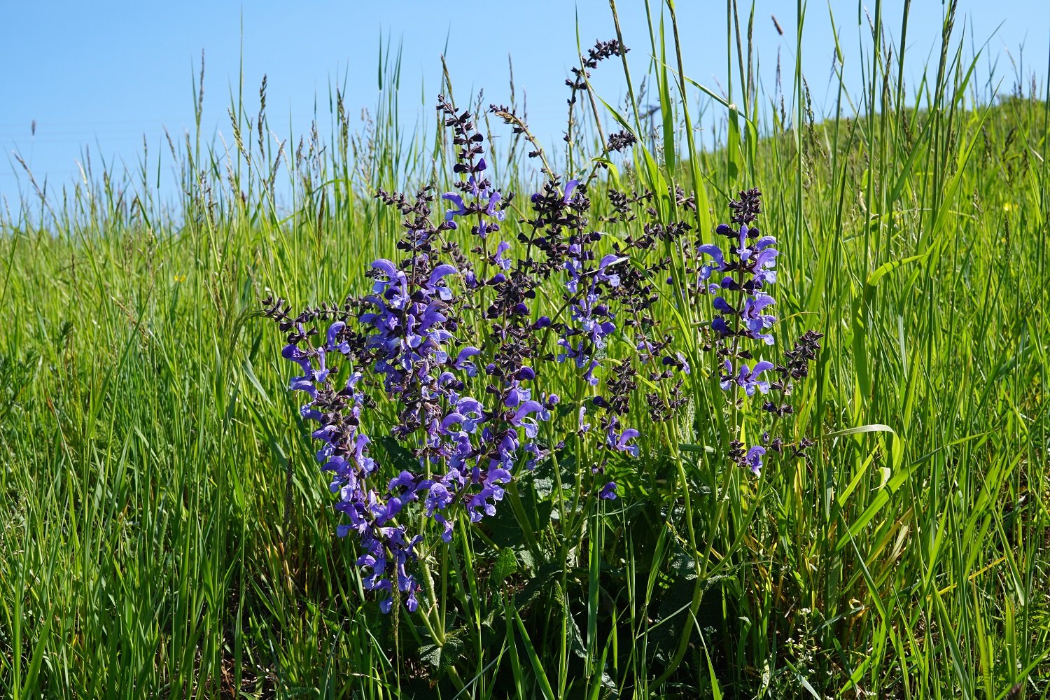 Ein prächtiger Wiesensalbei. (Foto Sonja Döflel)