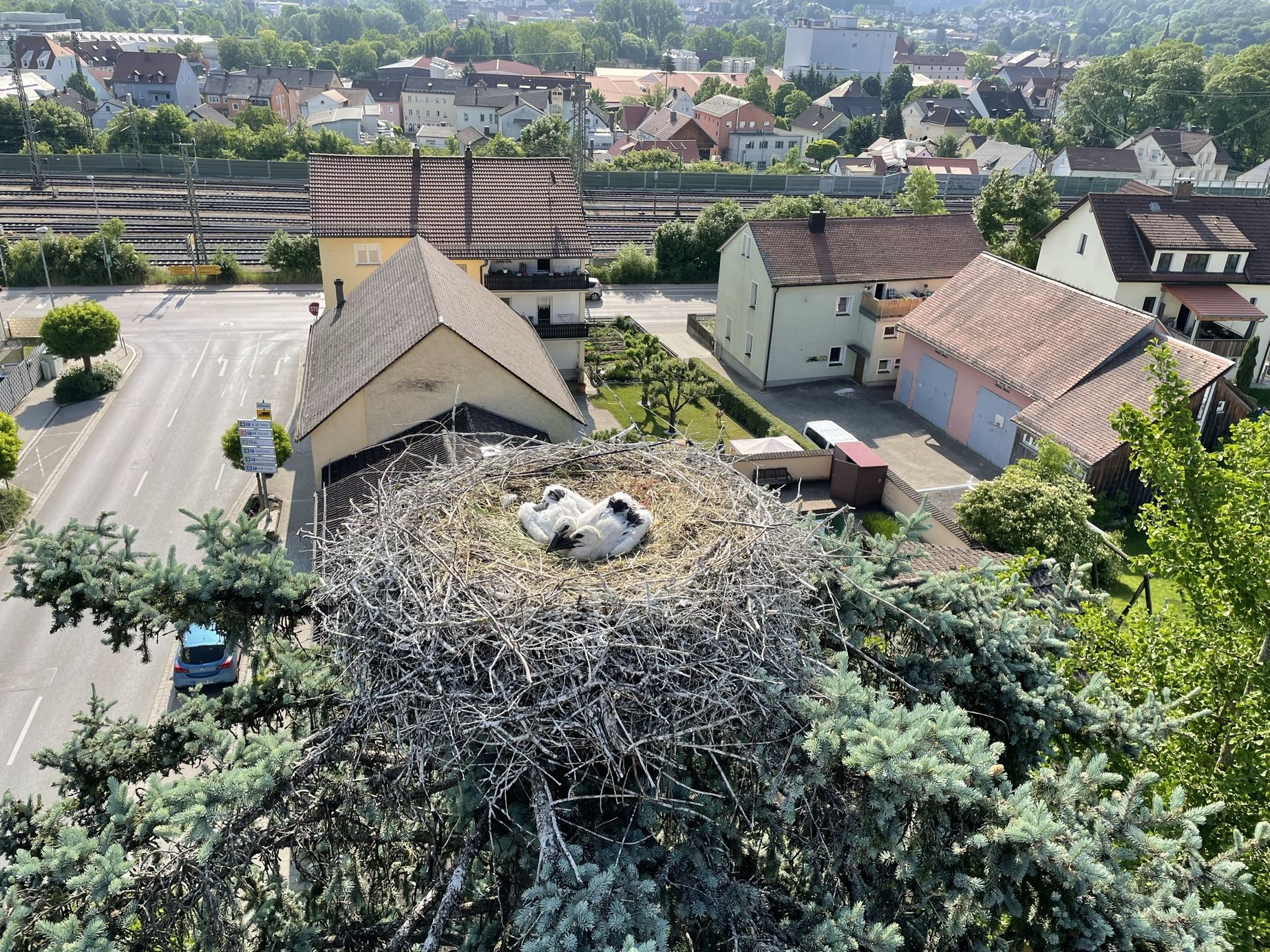 Von Natur aus bauen Weißstörche auch ihre Nester in Bäumen, wie dieses Storchenpaar in Treuchtlingen. Foto Bernhard Langenegger