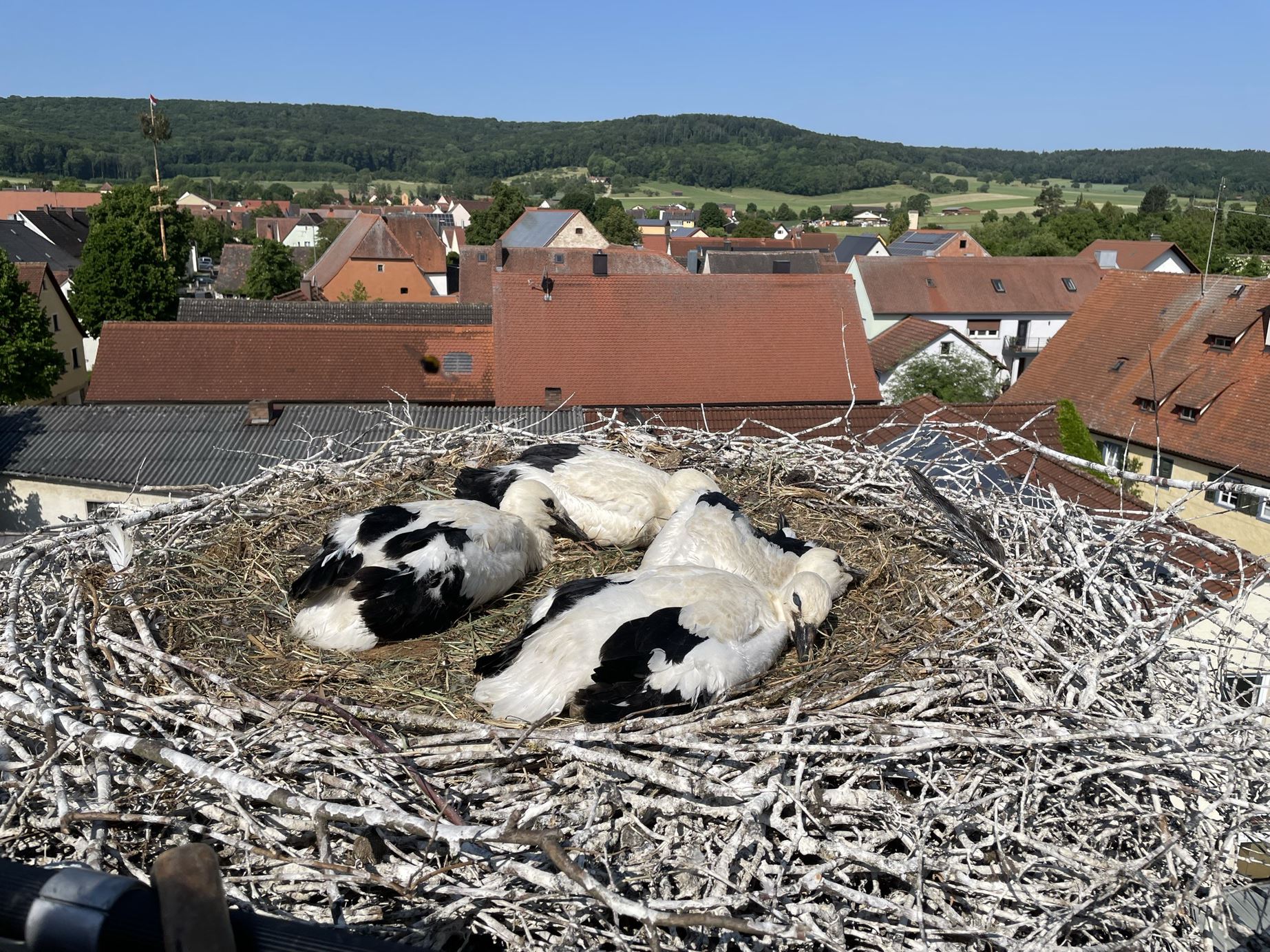 Junge Störche im Nest in Markt Berolzheim. Foto Bernhard Langenegger