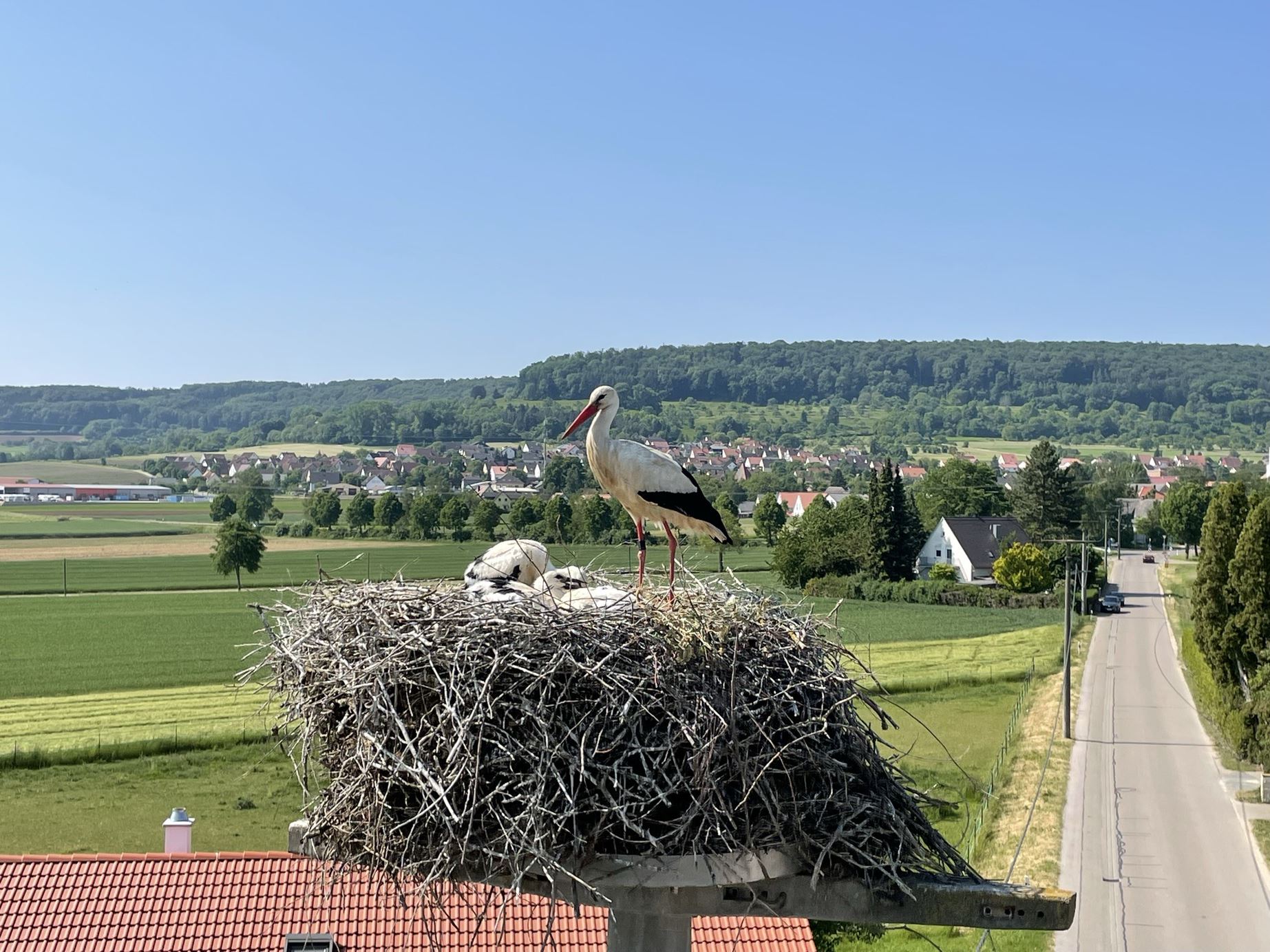 Dem Nest bleibt ein Storchenpaar in der Regel ein Leben lang treu. Foto Bernhard Langenegger