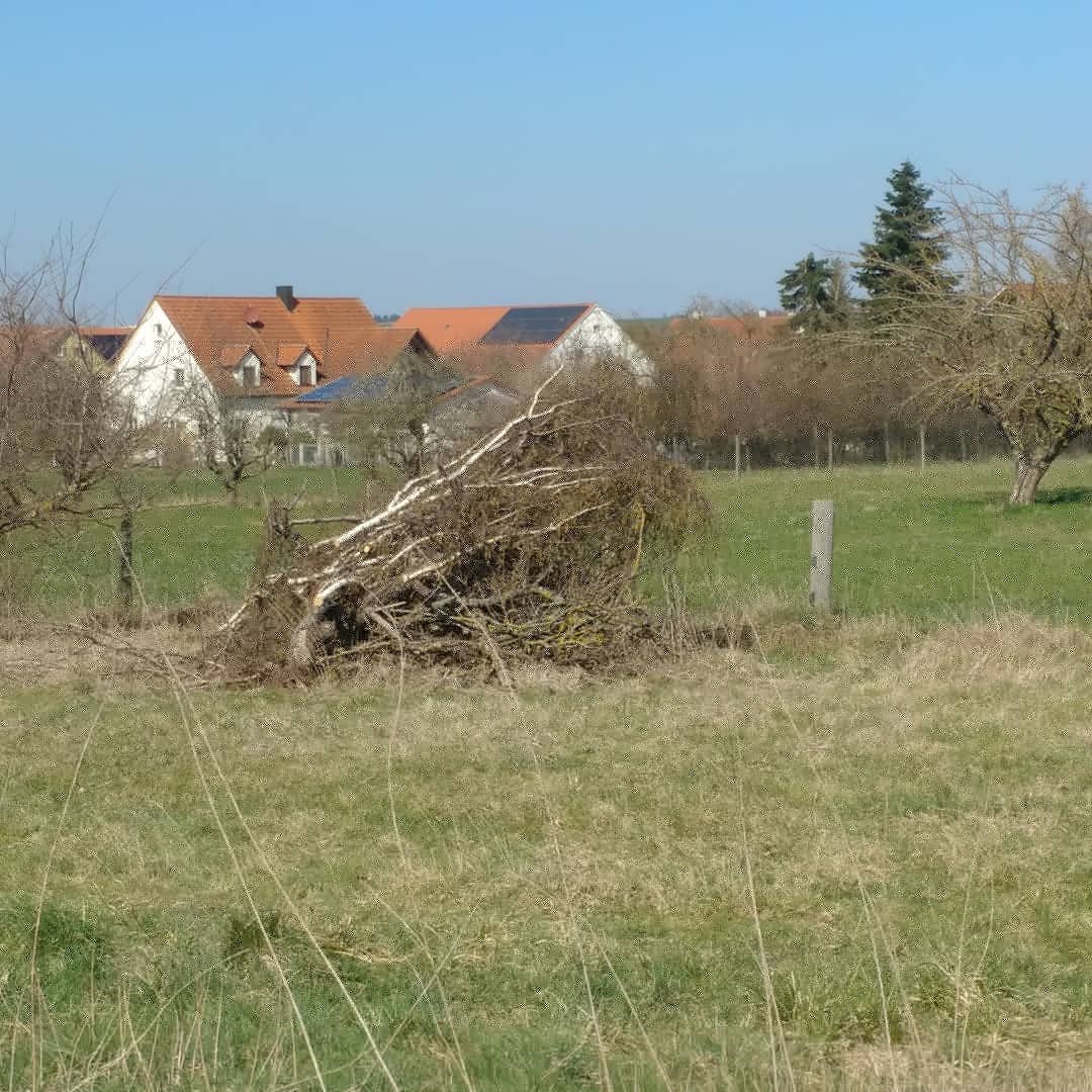 Totholzhaufen (Bild: Sebastian Amler)