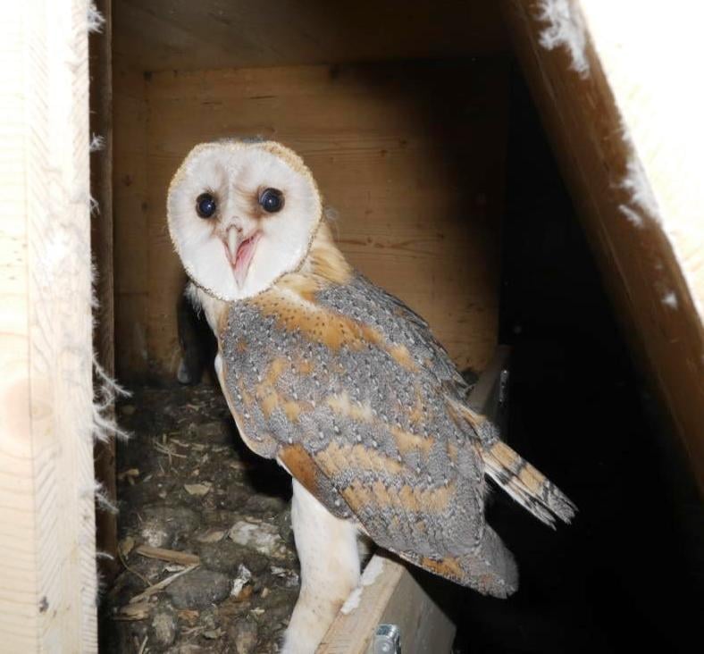 Eine junge Schleiereule kurz vor ihrem ersten Ausflug. Foto Bernhard Langenegger