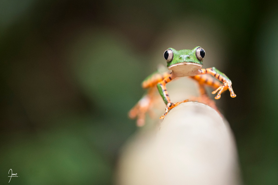 Phylloméduse tigrine (Callimedusa tomopterna)