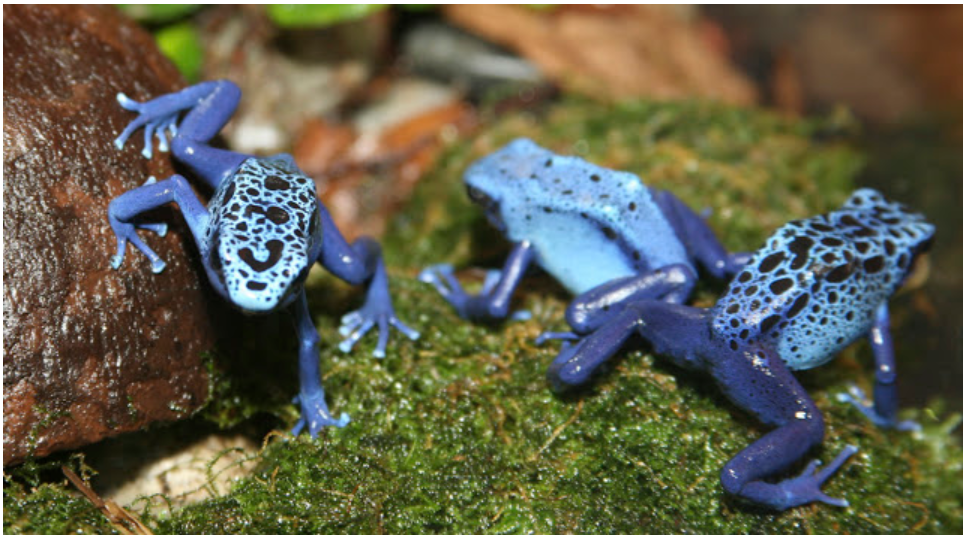 Comportements anti-prédation