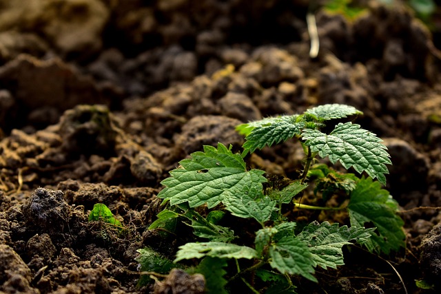 Directive sur la surveillance des sols