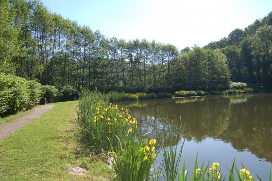 La phytoremédiation