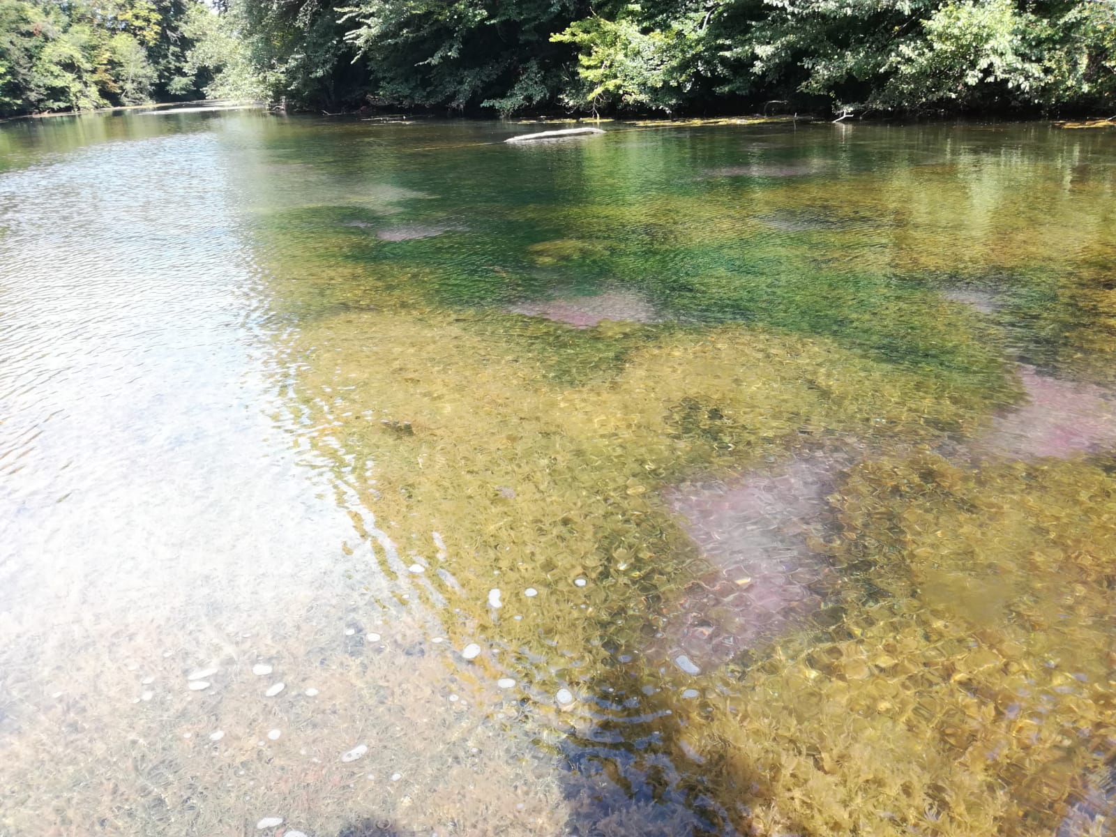 Des cyanobactéries en Alsace