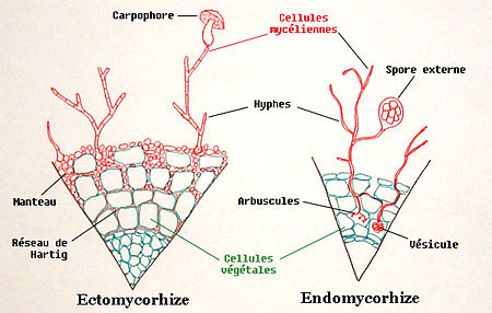 Schéma comparant l'Ectomycorhize et l'Endomycorhize