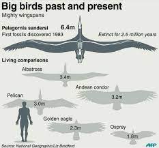 Vue comparative du Pelagornis sandersi, de l'homme et de plusieurs oiseaux