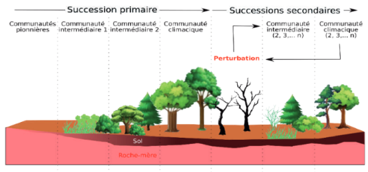 Les successions écologiques