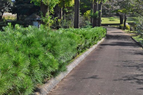 クロマツで生垣を,くろまつ,黒松