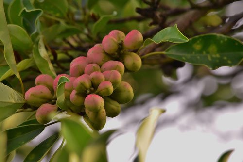 オキタマノキ,おがたまのき,実