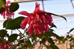 あかいさざんか