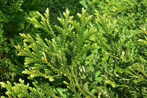 姫アスナロ,ひめあすなろ,葉っぱ