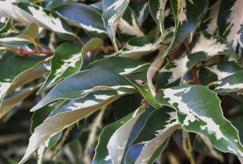 スダジイ,すだじい,椎木,種類