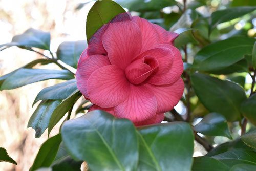 寒椿の種類、品種