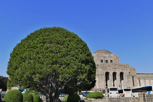 白松,神宮外苑,絵画館,はくしょう