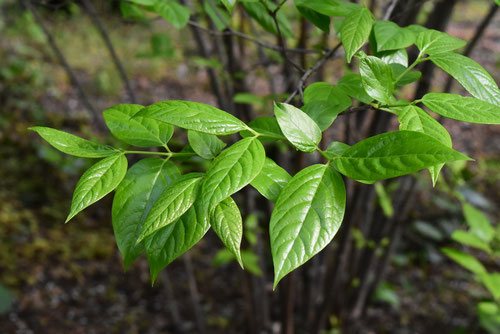 leaves of Winter Sweet in Japan