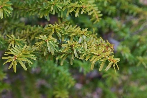 ツガとモミ,見分け,栂