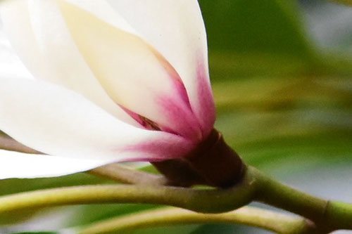 おがたまのき,違い,オガタマノキ