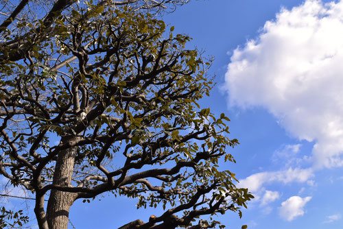 スダジイ,すだじい,剪定