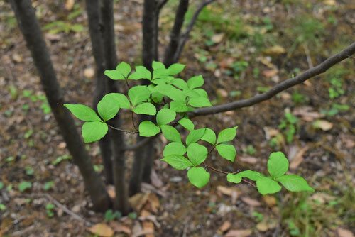エゴノキ,えごのき,Leaves of Japanese snowbell