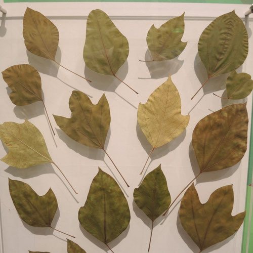 カクレミノ,かくれみの,葉の形,隠れ蓑の木