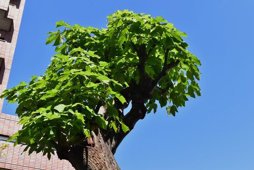 アオギリ,青桐,剪定,あおぎり