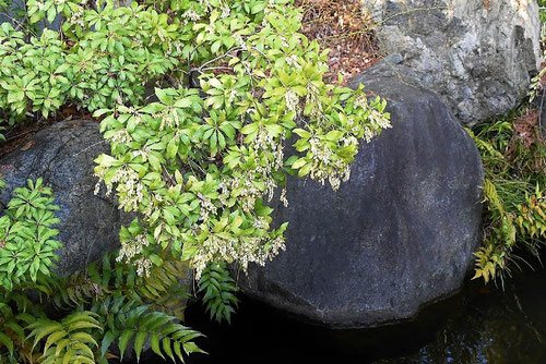 アセビ,白とピンク,あせび