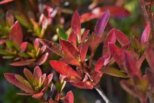 サツキ,さつきつつじ,紅葉,黄葉