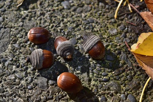 シラカシ,ドングリ,しらかし