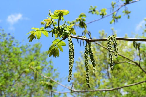 オニグルミの花,おにぐるみ,画像