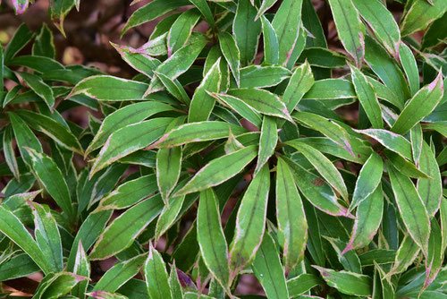 アセビの種類,あしびの木