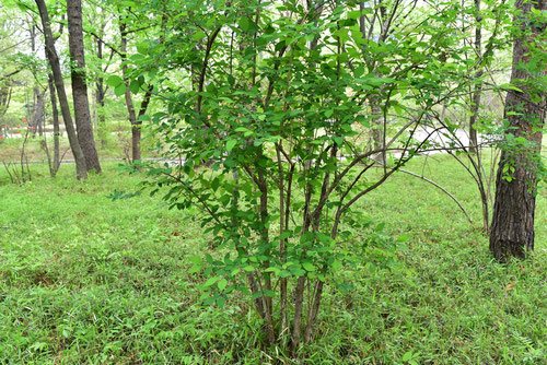 鶯神楽,庭木,画像